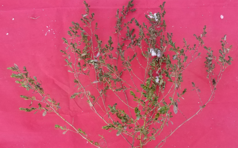 Dormant seeds offer climate resilient crops