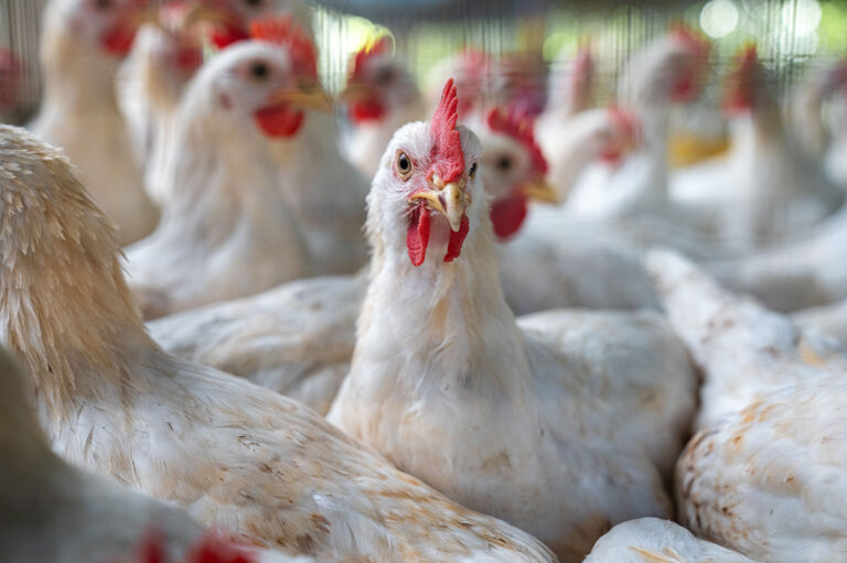 Bird flu? Just breathe and detect